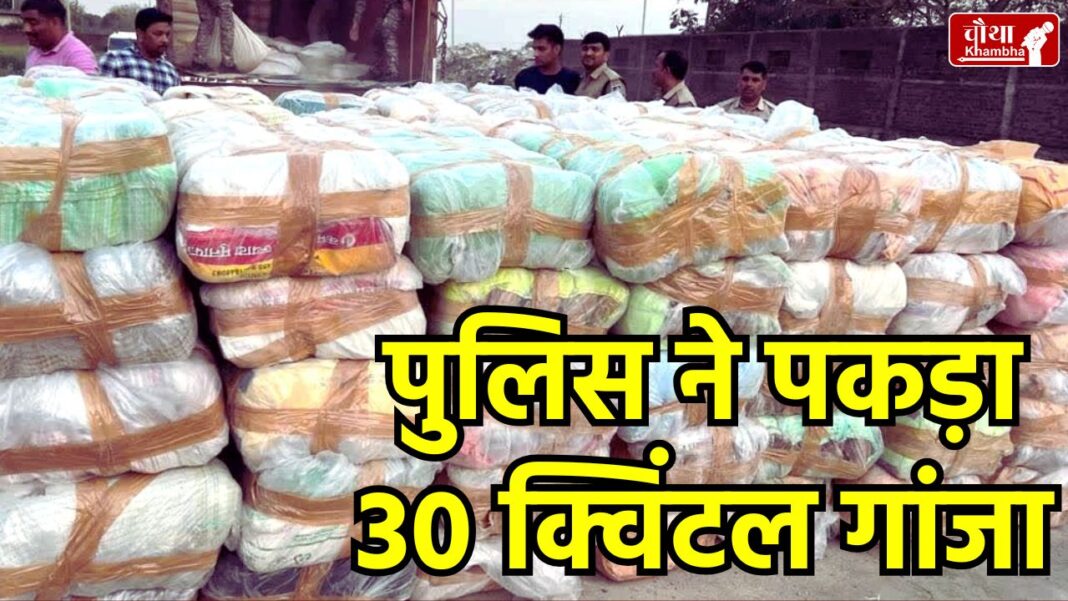 Morena News, Ganja seized in Morena, 30 quintals ganja seized, ganja worth 6 crores,
