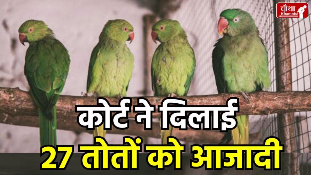 parrot in court