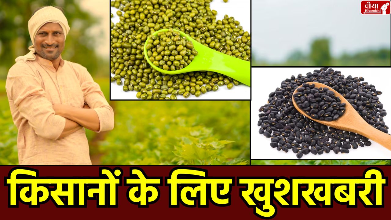 Moong Procurement MSP, 19 June Registration, Moong MSP, Madhya Pradesh Kisan Yojana, Moong Procurement 2024, Farmer Registration, Mohan Yadav, Agriculture Minister, Shivraj Singh Chouhan, MP Kranges, Kisan Sangh, Jitu Patwari, CM Mohan Yadav, Bhopal News, CM, Mohan News What is MSP, Kheti News, Urad procurement MSP