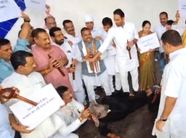 Madhya Pradesh Assembly, Congress demonstration, playing flute in front of buffalo, CM Mohan Yadav, Leader of Opposition Umang Singhar, Monsoon Session ruckus, Umang Singhar, Jitu Patwari,