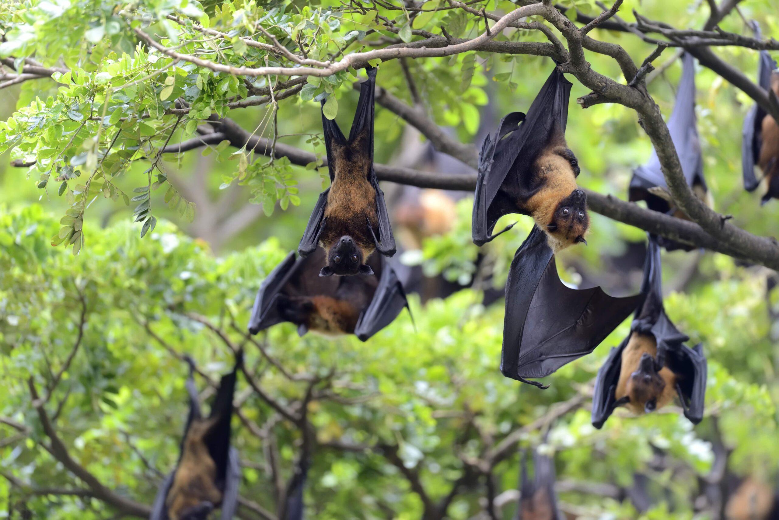 Nipah Virus, What is Nipah Virus, History of Nipah Virus, Symptoms of Nipah Virus, How Nipah Virus spreads, Nipah Virus in Kerala, Treatment of Nipah Virus, Death due to Nipah Virus, Nipah Virus Explained. Bats,