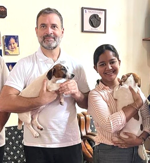 Rahul Gandhi Stray Dogs, Rahul Gandhi Reaction, Congress leader Rahul Gandhi, Rahul Gandhi's statement, Stray Dogs' capture, Supreme Court on Stray Dogs, stray dogs, Supreme Court, Rahul Gandhi, Delhi-NCR, shelter home, rabies, s