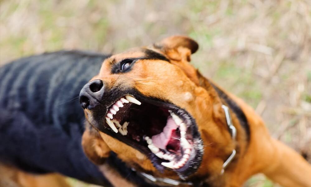 What is rabies, rabies, rabies case, how rabies happens, dog bite, dog attack. Rabies symptoms, rabies prevention, rabies treatment, rabies research,